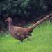 Pheasant by ulla