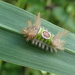 Saddleback Caterpillar by cjwhite