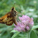 Skipper Butterfly by cjwhite