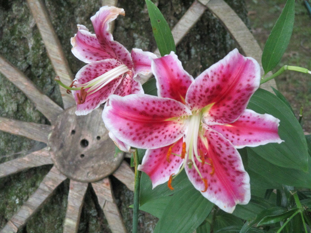 Special Lilly by julie