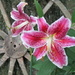 Special Lilly by julie