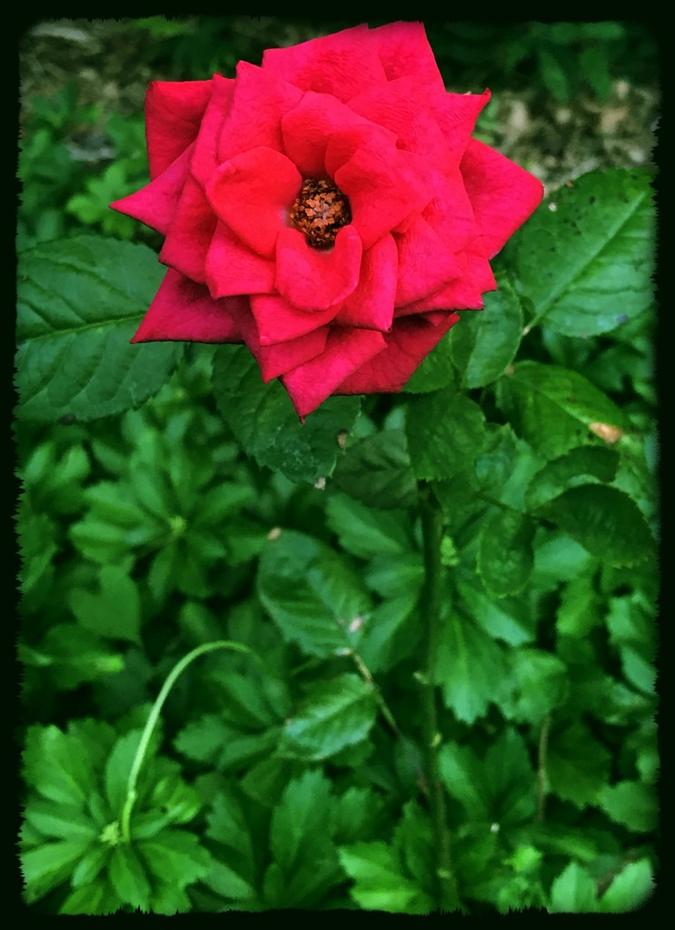 Day 311:  Stephanie’s Rose by sheilalorson