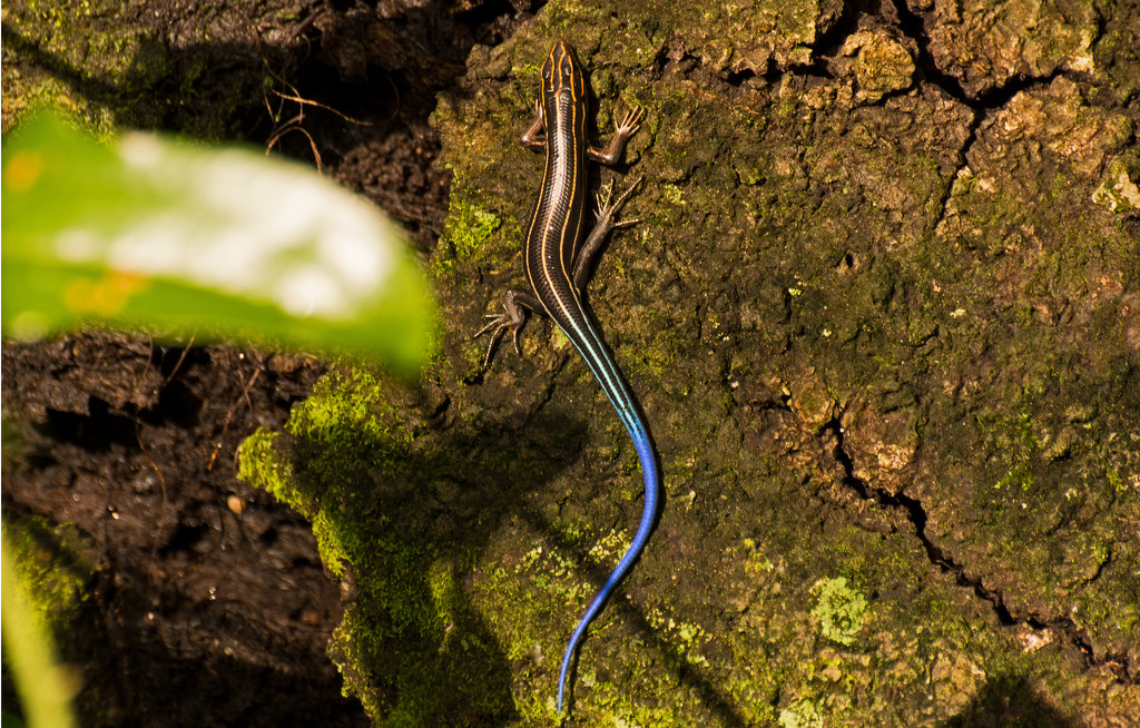 Another Blue Tailed Skink Lizard! by rickster549