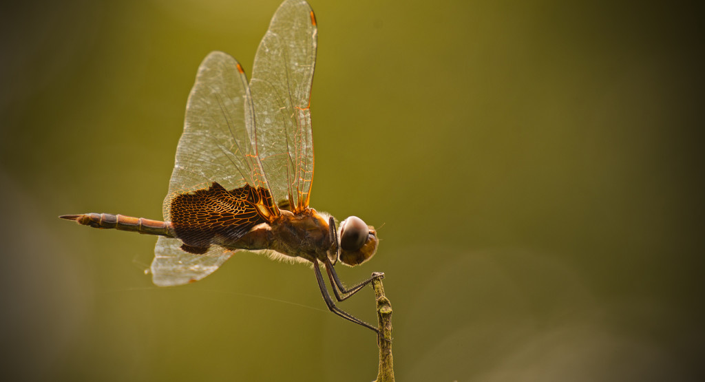 Dragonfly Hanging On! by rickster549