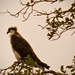 The Osprey's Favorite Spot! by rickster549