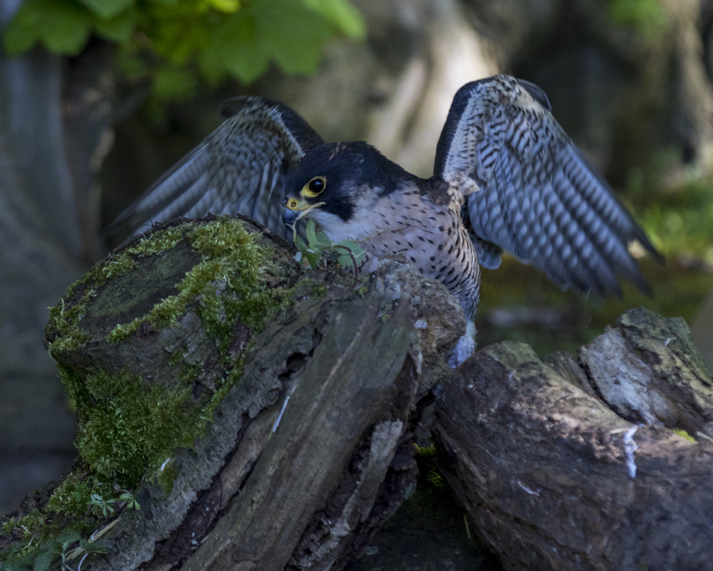 Peregrine Falcon by shepherdmanswife