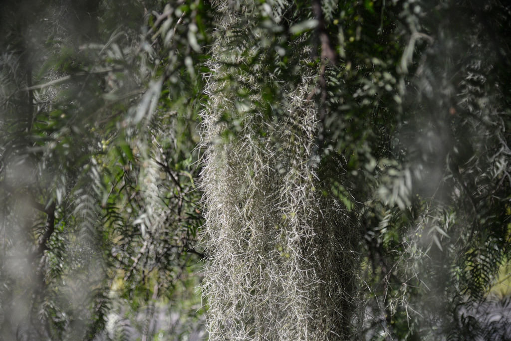 Spanish moss in the pepper tree, Paterson by jeneurell