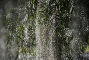 24th Jun 2018 - Spanish moss in the pepper tree, Paterson