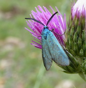 25th Jul 2018 - Moths of the Picos de Europa. 6. The Forester