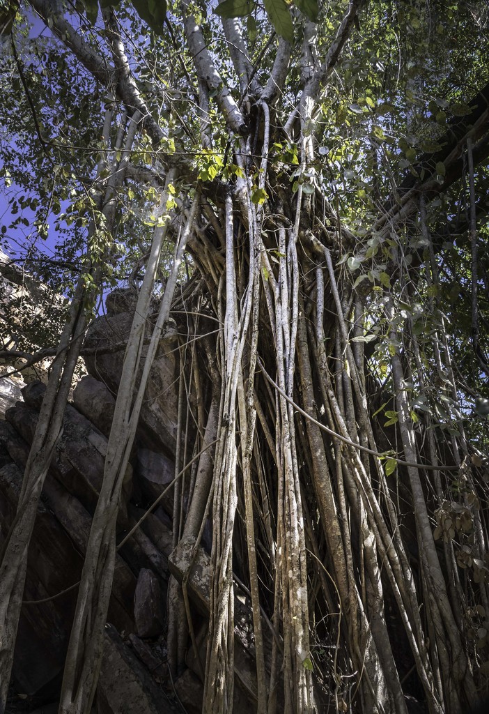 Strangler fig by pusspup