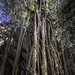 Strangler fig by pusspup