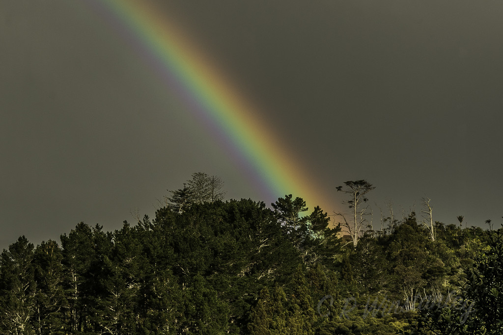 Pot of Gold at the botttom of the Gum Tree by kipper1951