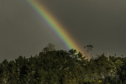 25th Jul 2018 - Pot of Gold at the botttom of the Gum Tree