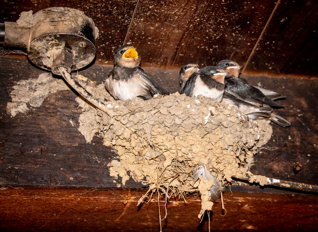 House martin nest by swillinbillyflynn