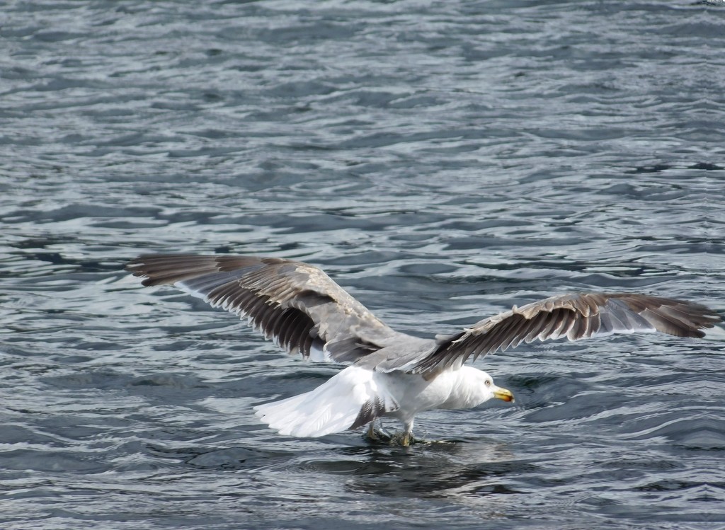seagull  by anniesue
