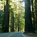 Redwood Drive by pandorasecho