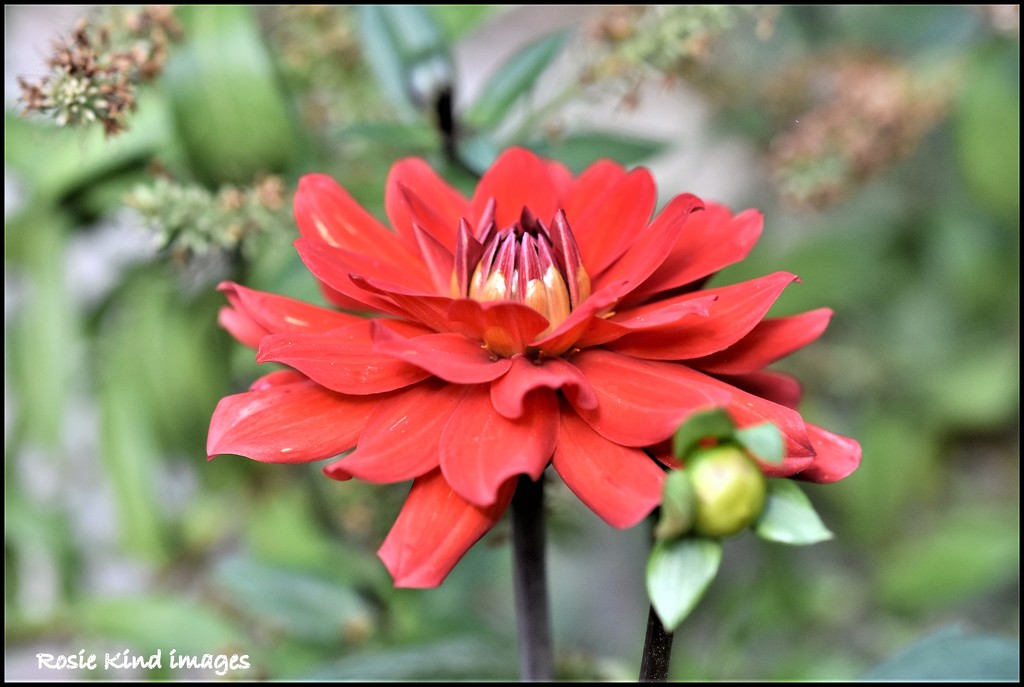 My most successful dahlia that's survived the drought by rosiekind
