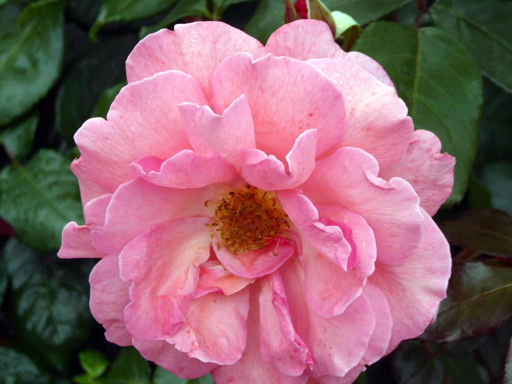 English Rose by cmp