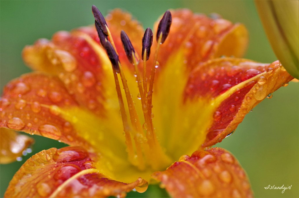 Wet Lily by radiogirl