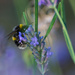 Buff-tailed bumblebee by rumpelstiltskin