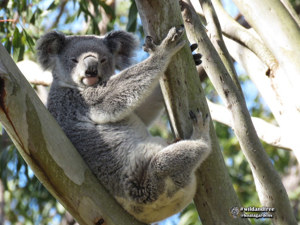 first peek by koalagardens