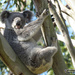 first peek by koalagardens