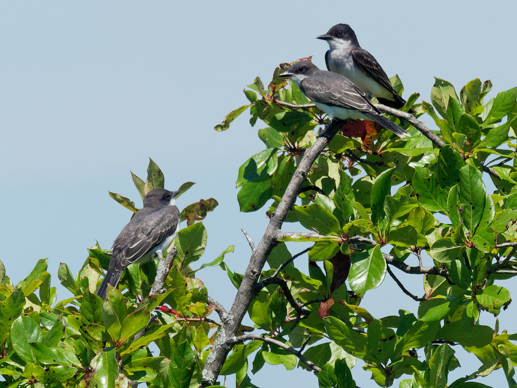Kingbirds treetop by rminer