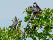 25th Jul 2018 - Kingbirds treetop