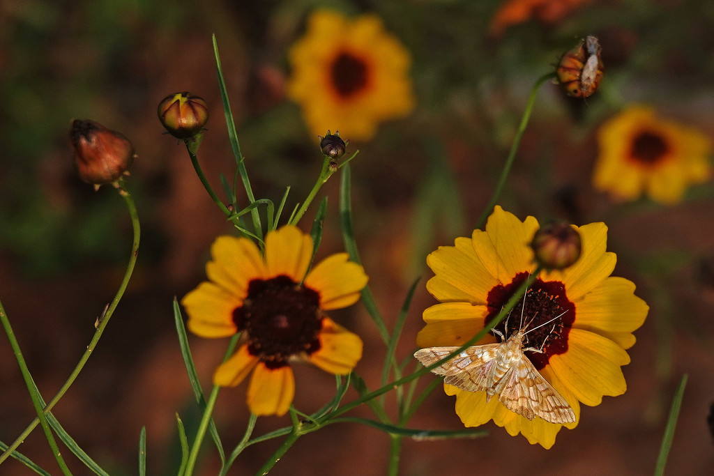 Tiny Moths on Tiny Flowers by milaniet