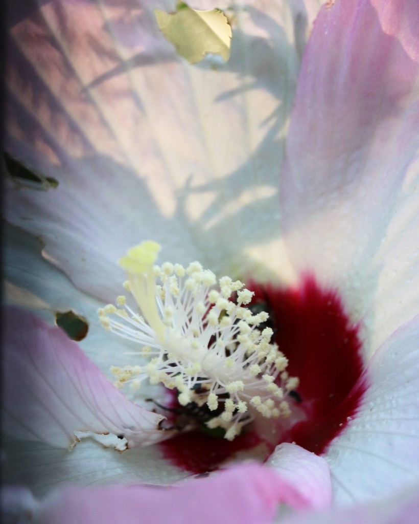 July 25: Hibiscus by daisymiller