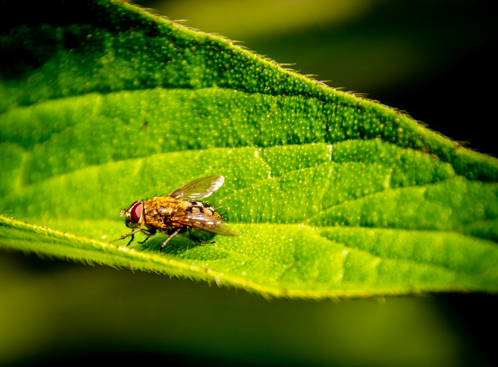 Bug on a leaf by swillinbillyflynn