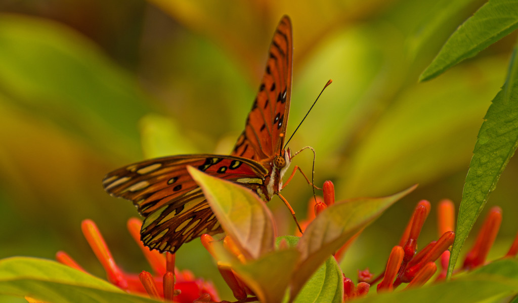 Gulf Fritillary Butterfly, Showing It's Tongue! by rickster549
