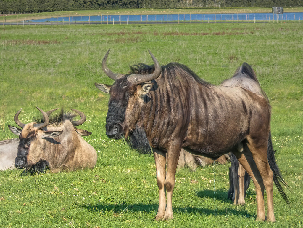Wildebeest (Gnu) by ludwigsdiana