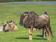 26th Jul 2018 - Wildebeest (Gnu)