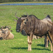 Wildebeest (Gnu) by ludwigsdiana