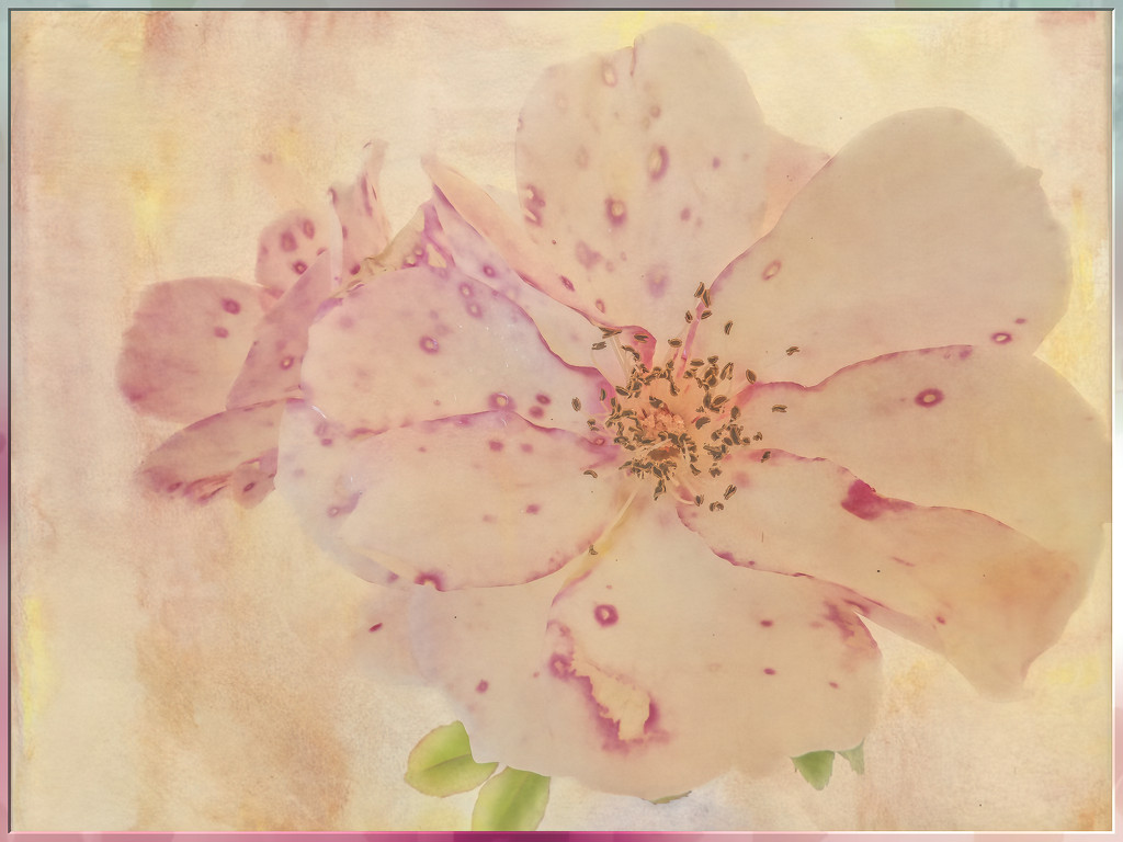 My speckled rose by ludwigsdiana