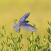 Blue Bird in the Early Morning by jnorthington