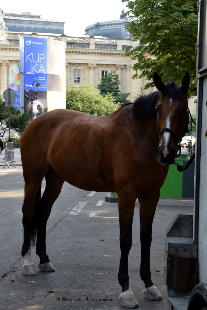 police horse by parisouailleurs