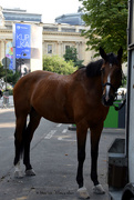 24th Jul 2018 - police horse