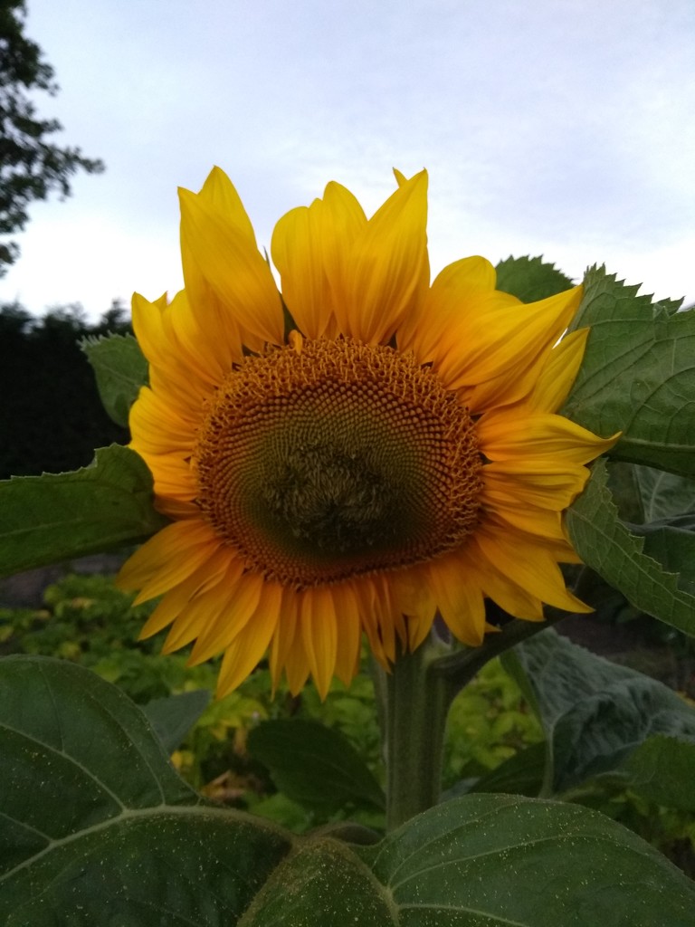 Sunflower by clairemharvey