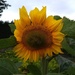 Sunflower by clairemharvey