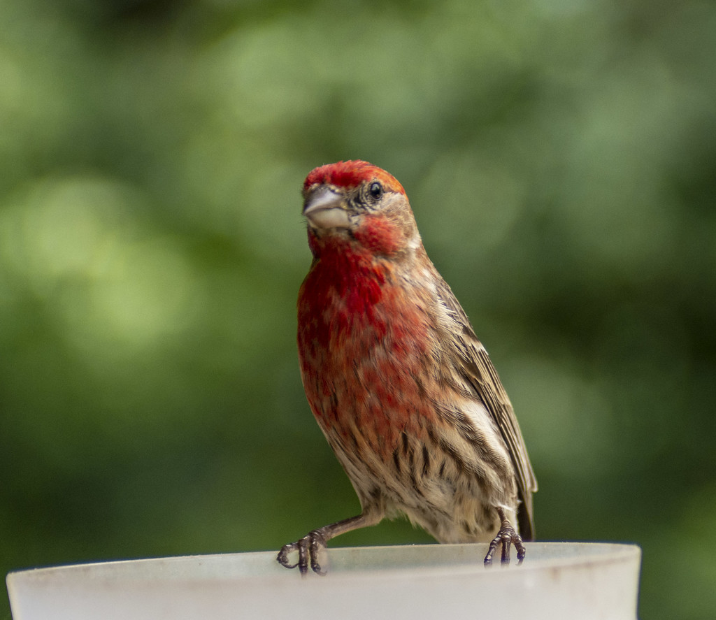 Red Bird by jeffjones