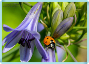 26th Jul 2018 - Ladybird And Agapanthus