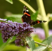 26th Jul 2018 - Red Admiral