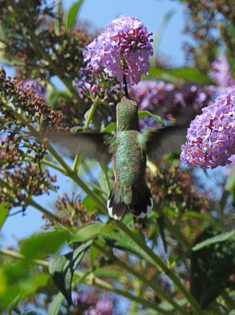 Hummingbird by janeandcharlie