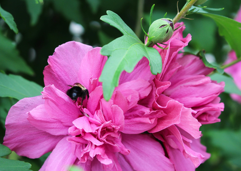 Pink flower with bee by mittens