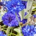 Cornflower blue by craftymeg