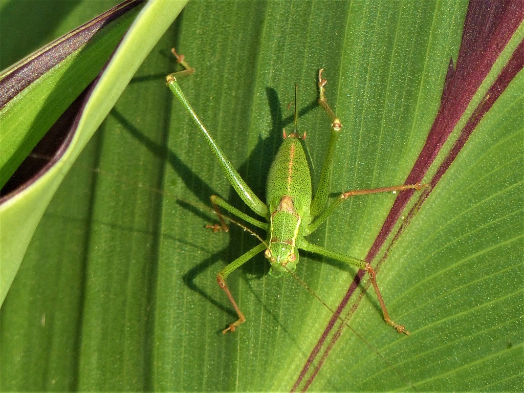 A Grasshopper  by susiemc