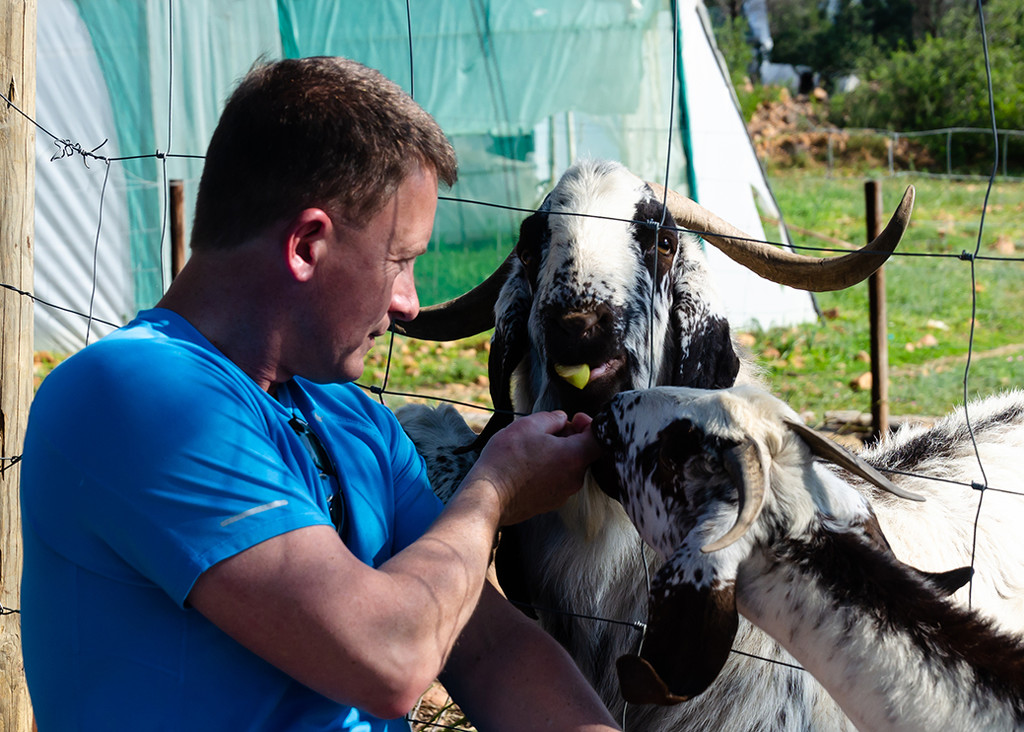 Feeding Nguni Goats by salza