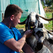 Feeding Nguni Goats by salza
